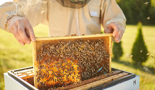 Raw Manuka Honey: What is it & why buy it