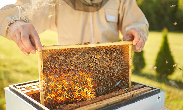 Raw Manuka Honey: What is it & why buy it