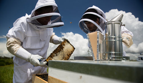 MGO vs UMF: Manuka Honey Ratings Compared