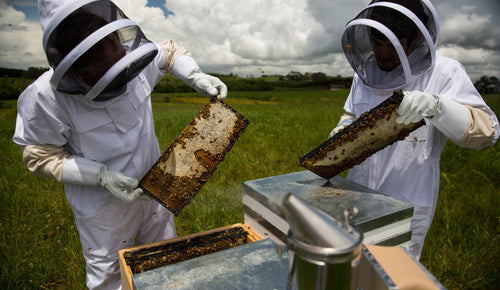 Honey for Hay Fever: Manuka & Local Honey