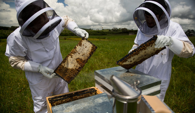Honey for Hay Fever: Manuka & Local Honey