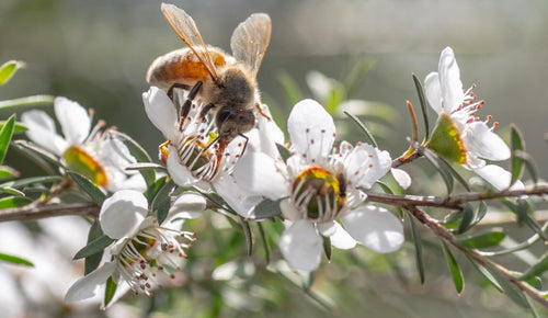 Why Is Manuka Honey So Expensive? Is It Worth the Price?