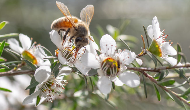 Why Is Manuka Honey So Expensive? Is It Worth the Price?