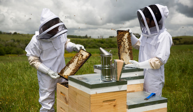Manuka honey and bee welfare – what should you know before choosing a brand?