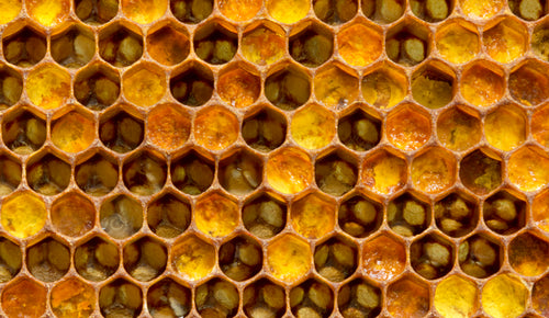 Six things you didn’t know about Royal Jelly