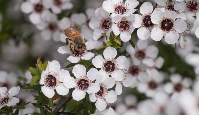 Why is bee venom so important for skincare?
