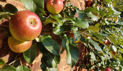 Why is everyone talking about Apple Cider Vinegar?