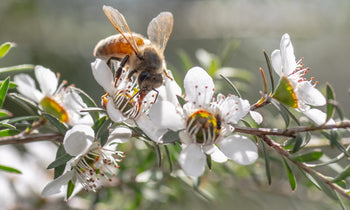 Manuka Honey harvesting in New Zealand