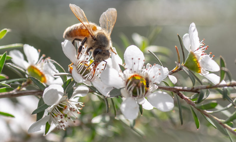 Manuka Honey harvesting in New Zealand