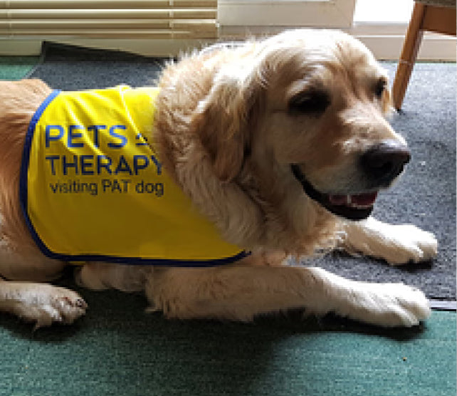 Manuka for therapy dog