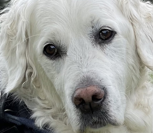 Manuka Honey for sick dog