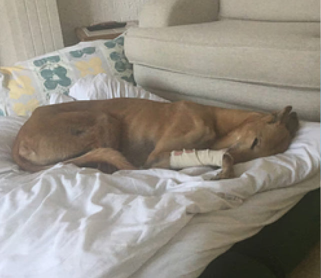 Manuka Honey heals infection on dog