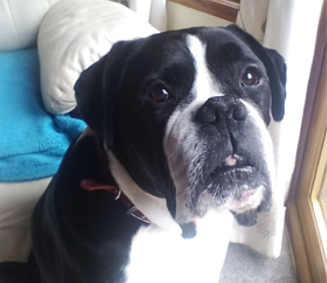 Boxer dog loves Manuka Honey